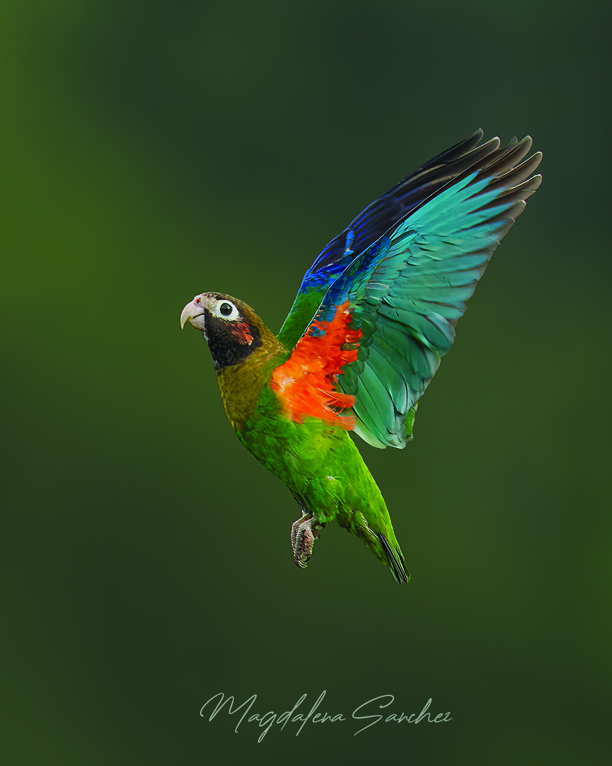 The Costa Rica Tour | Tropical Photo Tours Brown Hooded Parrot in flight photographed in Costa Rica's Caribbean lowland rainforest — Costa Rica Bird Photo Tour by Tropical Photo Tours
