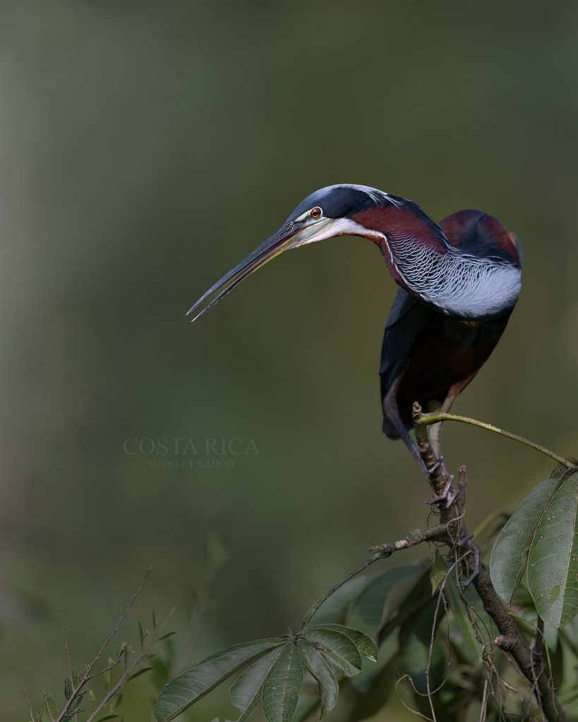 Careful timing and positioning are everything when photographing this species in difficult wetland light.
