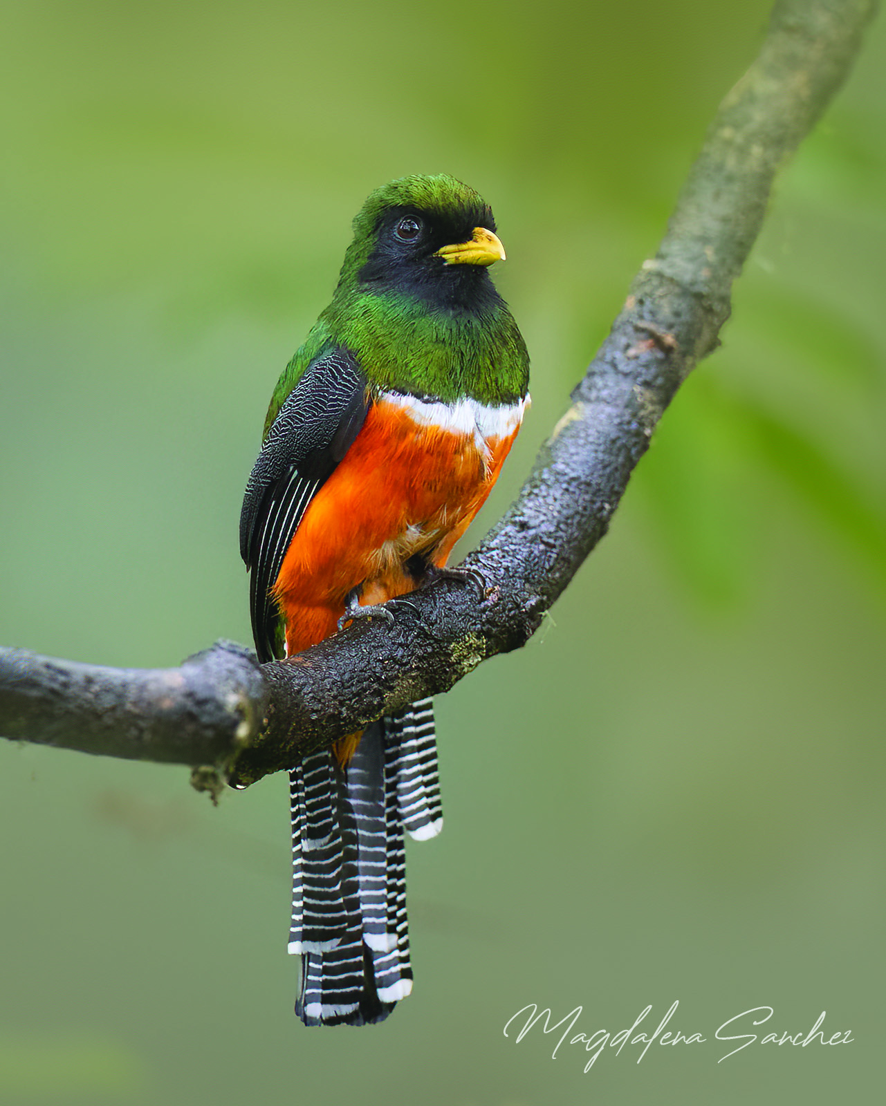 The Costa Rica Tour | Tropical Photo Tours Collared Trogon perched on branch showing orange breast and barred tail — Costa Rica bird photography tour — Tropical Photo Tours