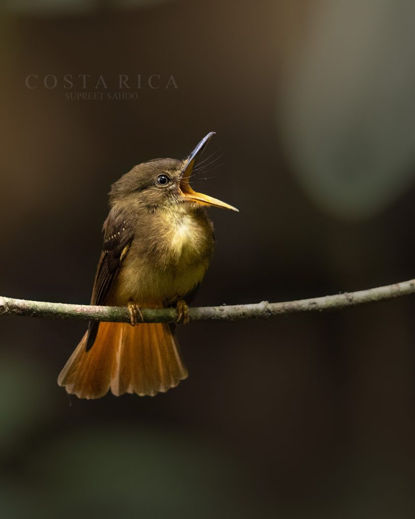 Waiting for Royalty: The Experience of Photographing Costa Rica’s Royal Flycatcher | Tropical Photo Tours Costa Rica Royal Flycatcher 1 | Tropical Photo Tours