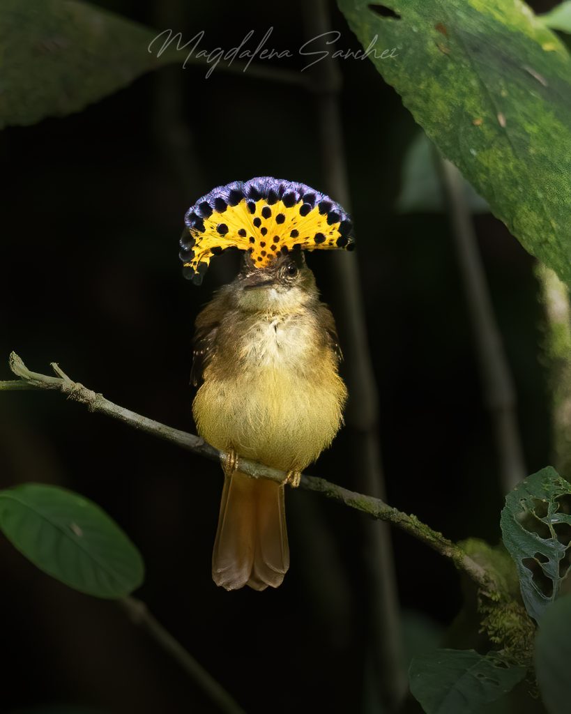 Waiting for Royalty: The Experience of Photographing Costa Rica’s Royal Flycatcher | Tropical Photo Tours Costa Rica Royal Flycatcher 2 | Tropical Photo Tours