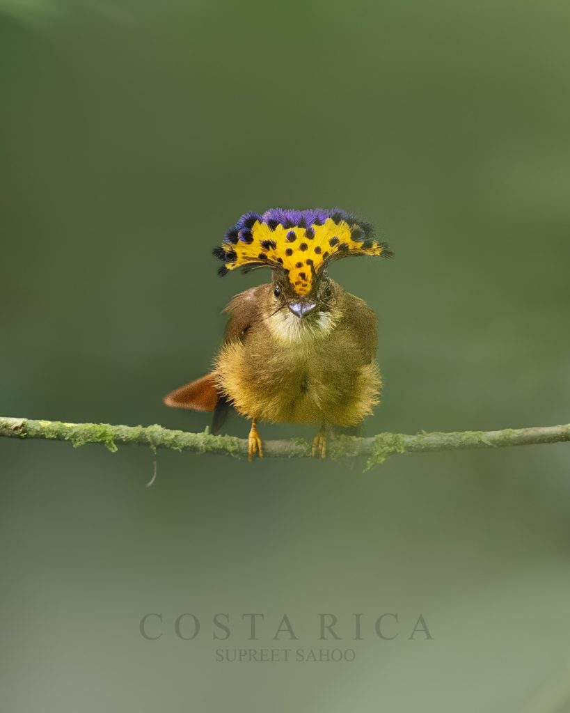 Waiting for Royalty: The Experience of Photographing Costa Rica’s Royal Flycatcher | Tropical Photo Tours Costa Rica Royal Flycatcher | Tropical Photo Tours