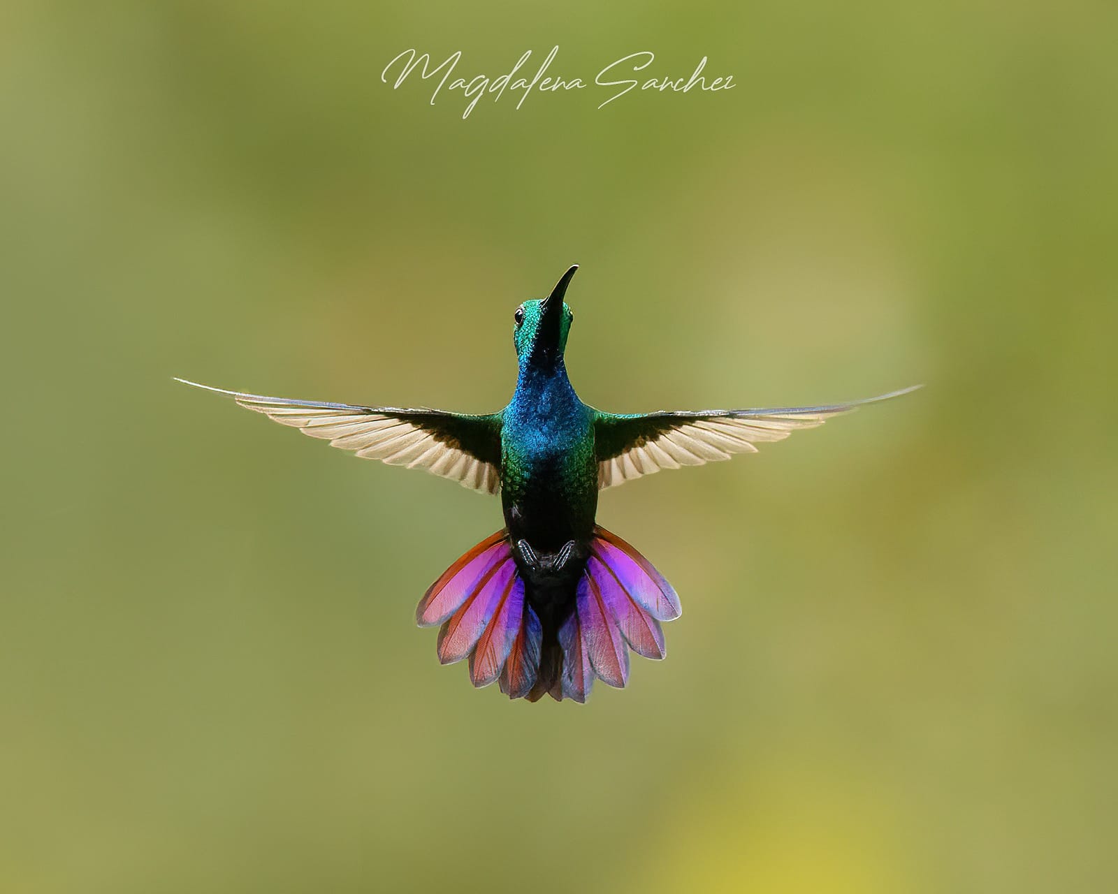 The Costa Rica Tour | Tropical Photo Tours Green-breasted Mango hummingbird hovering in flight showing iridescent blue-green plumage and spread tail — Costa Rica hummingbird photography tour