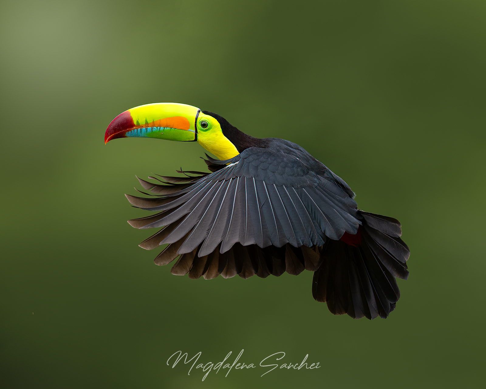 The Costa Rica Tour | Tropical Photo Tours Keel-billed Toucan in flight with wings fully spread showing multicoloured bill — Costa Rica Caribbean lowland rainforest bird photography — Tropical Photo Tours