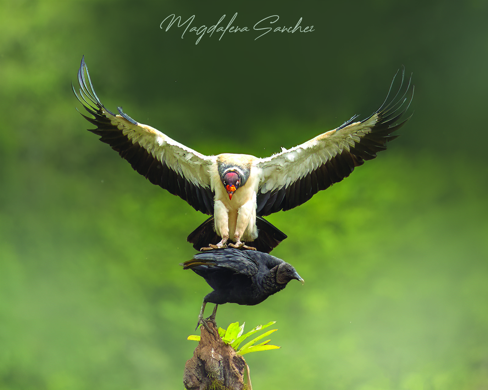 The Costa Rica Tour | Tropical Photo Tours King Vulture landing with wings spread at photography blind in Costa Rica Caribbean lowland rainforest — Tropical Photo Tours