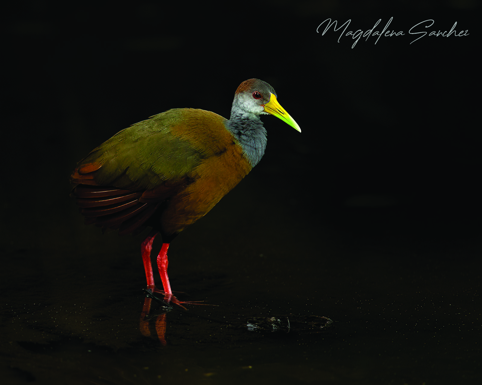 The Costa Rica Tour | Tropical Photo Tours Russet-naped Wood Rail standing in dark rainforest water showing red legs and yellow-green bill — Costa Rica Caribbean lowland bird photography