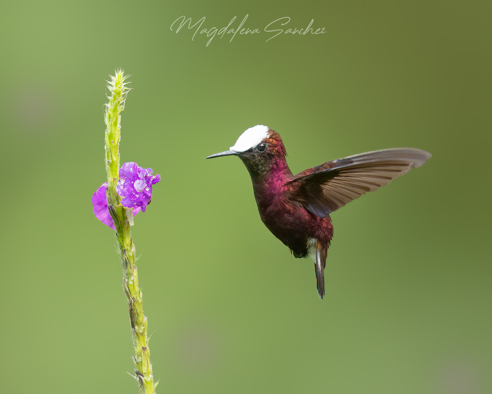 The Costa Rica Tour | Tropical Photo Tours Snowcap hummingbird hovering beside purple wildflower showing distinctive white crown and deep maroon plumage — Costa Rica Caribbean lowland rainforest hummingbird photography