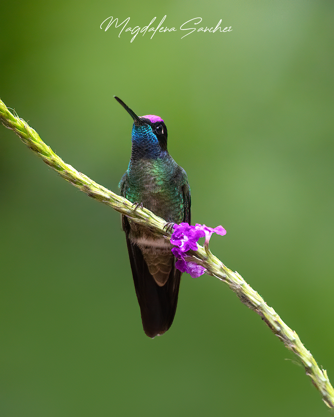 The Costa Rica Tour | Tropical Photo Tours Talamanca Hummingbird perched on flowering vine showing iridescent blue-green plumage and magenta crown — Talamanca Highlands Costa Rica endemic hummingbird photography tour