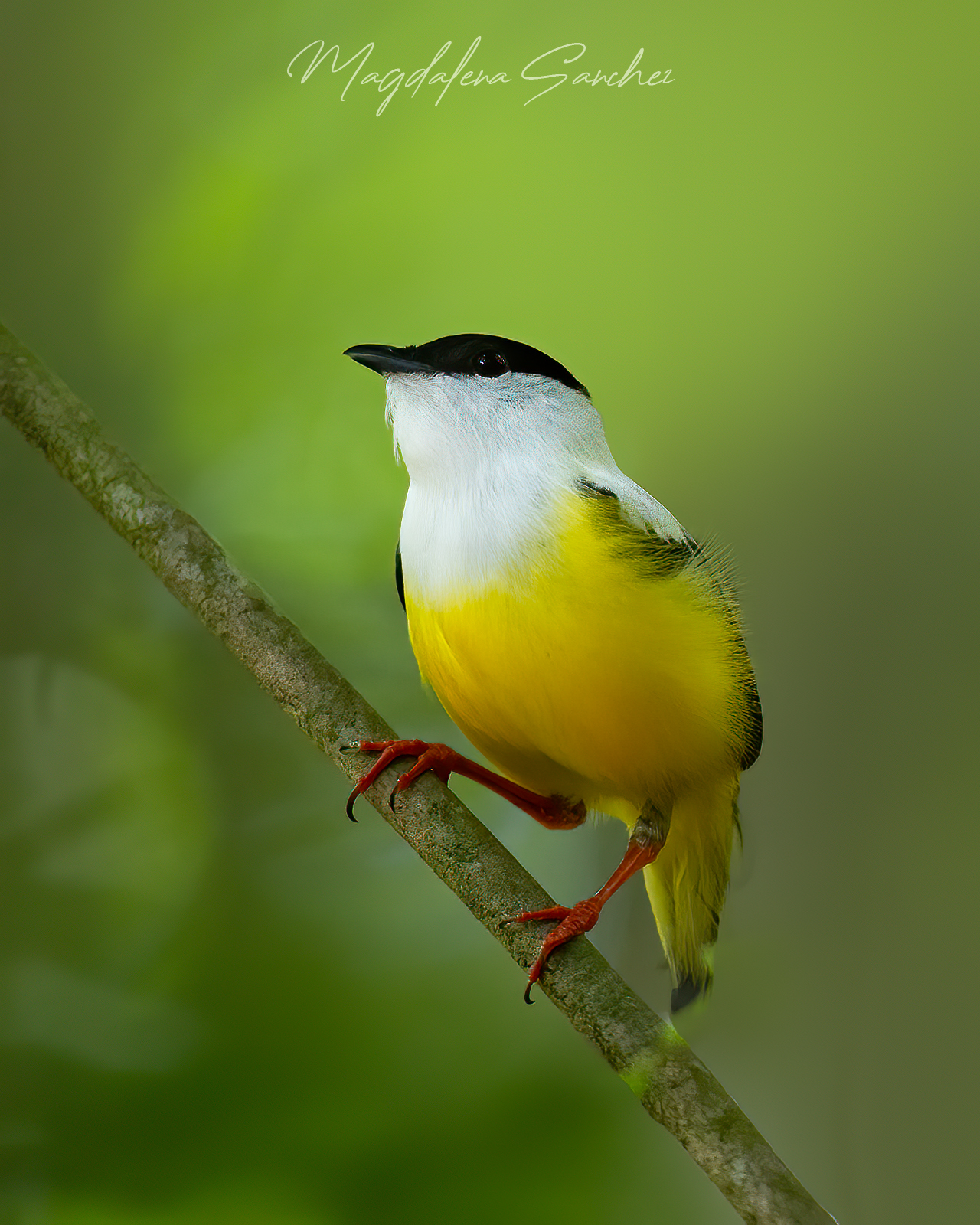 The Costa Rica Tour | Tropical Photo Tours White-collared Manakin male perched on branch showing bright yellow belly, white collar and red legs — Costa Rica Caribbean rainforest bird photography — Tropical Photo Tours