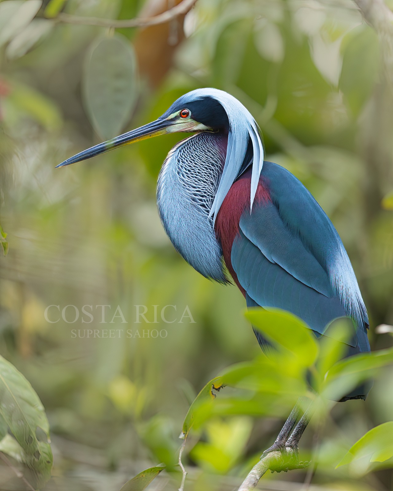 Costa Rica Bird Photo Tour | Tropical Photo Tours Costa Rica Bird Photo Tour - Bird Photography tour at Costa Rica
