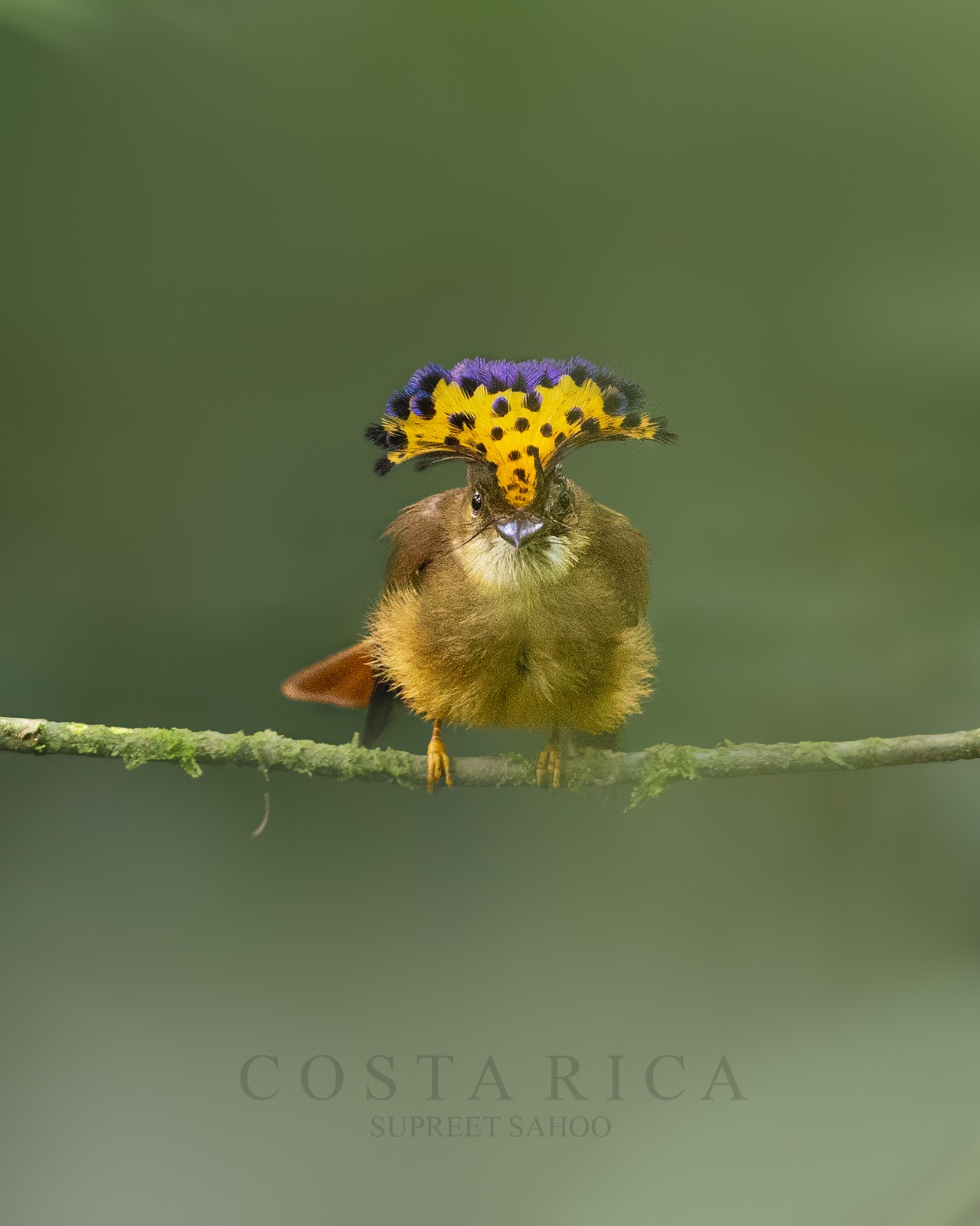 Costa Rica Bird Photo Tour | Tropical Photo Tours Costa Rica Bird Photo Tour - Bird Photography tour at Costa Rica