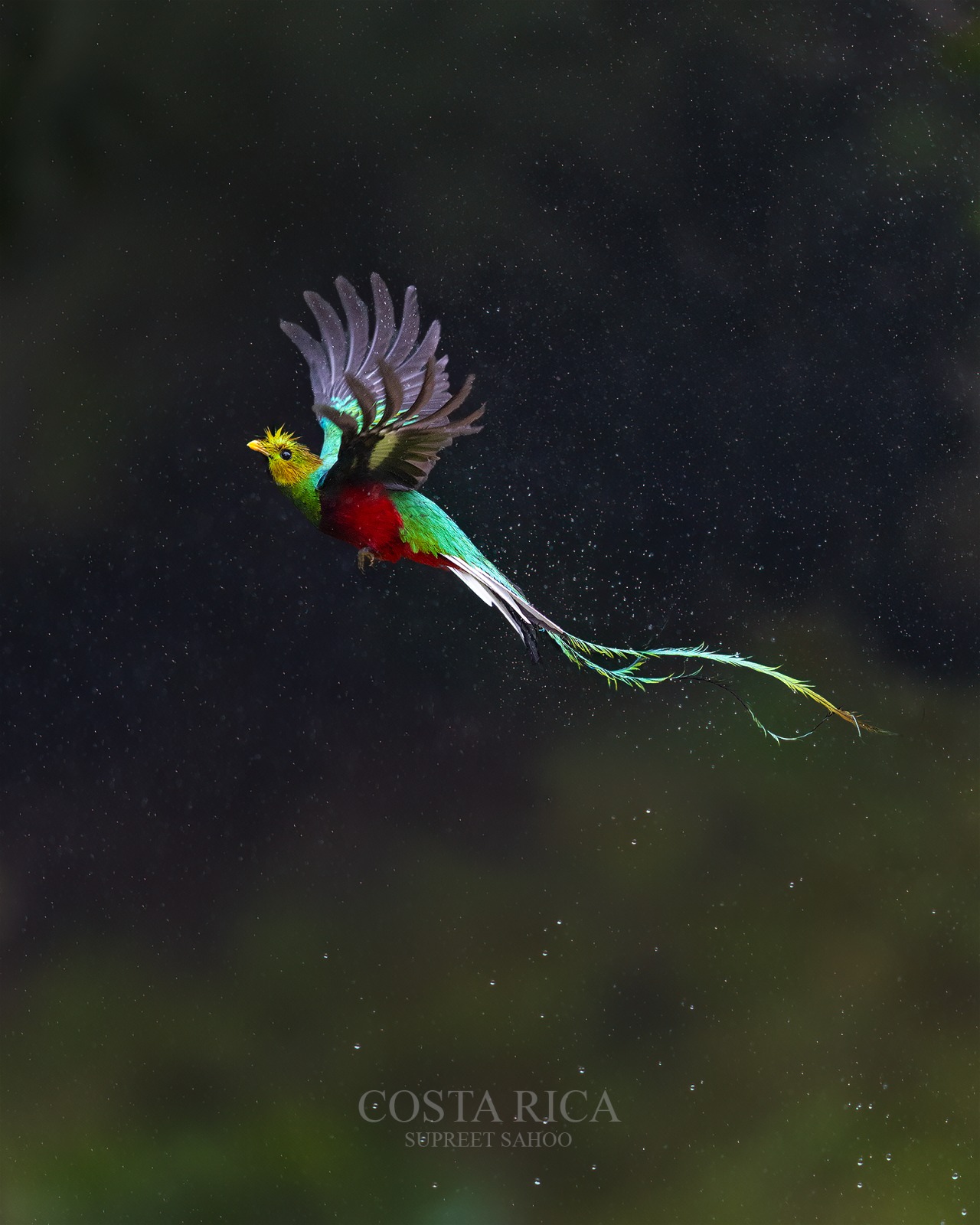 Costa Rica Bird Photo Tour | Tropical Photo Tours Costa Rica Bird Photo Tour - Bird Photography tour at Costa Rica