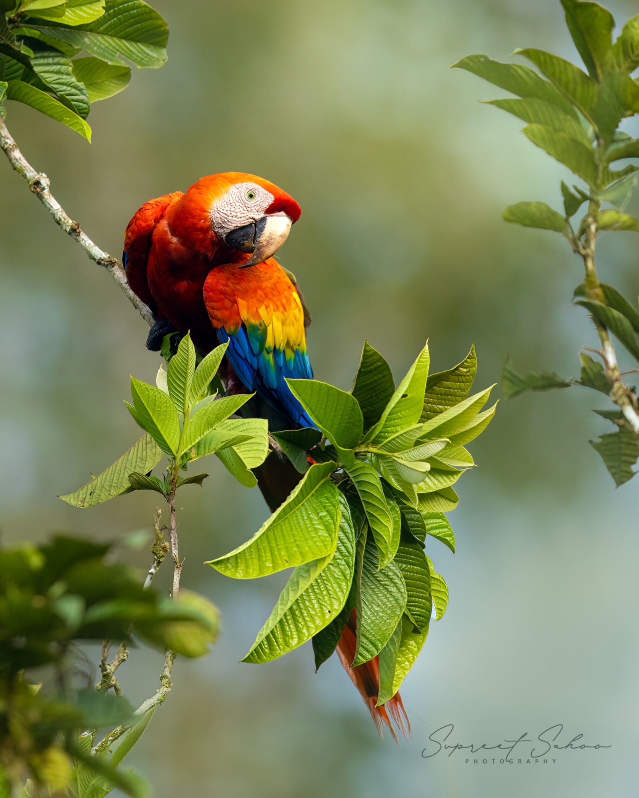 Costa Rica Bird Photo Tour | Tropical Photo Tours Costa Rica Bird Photo Tour - Bird Photography tour at Costa Rica