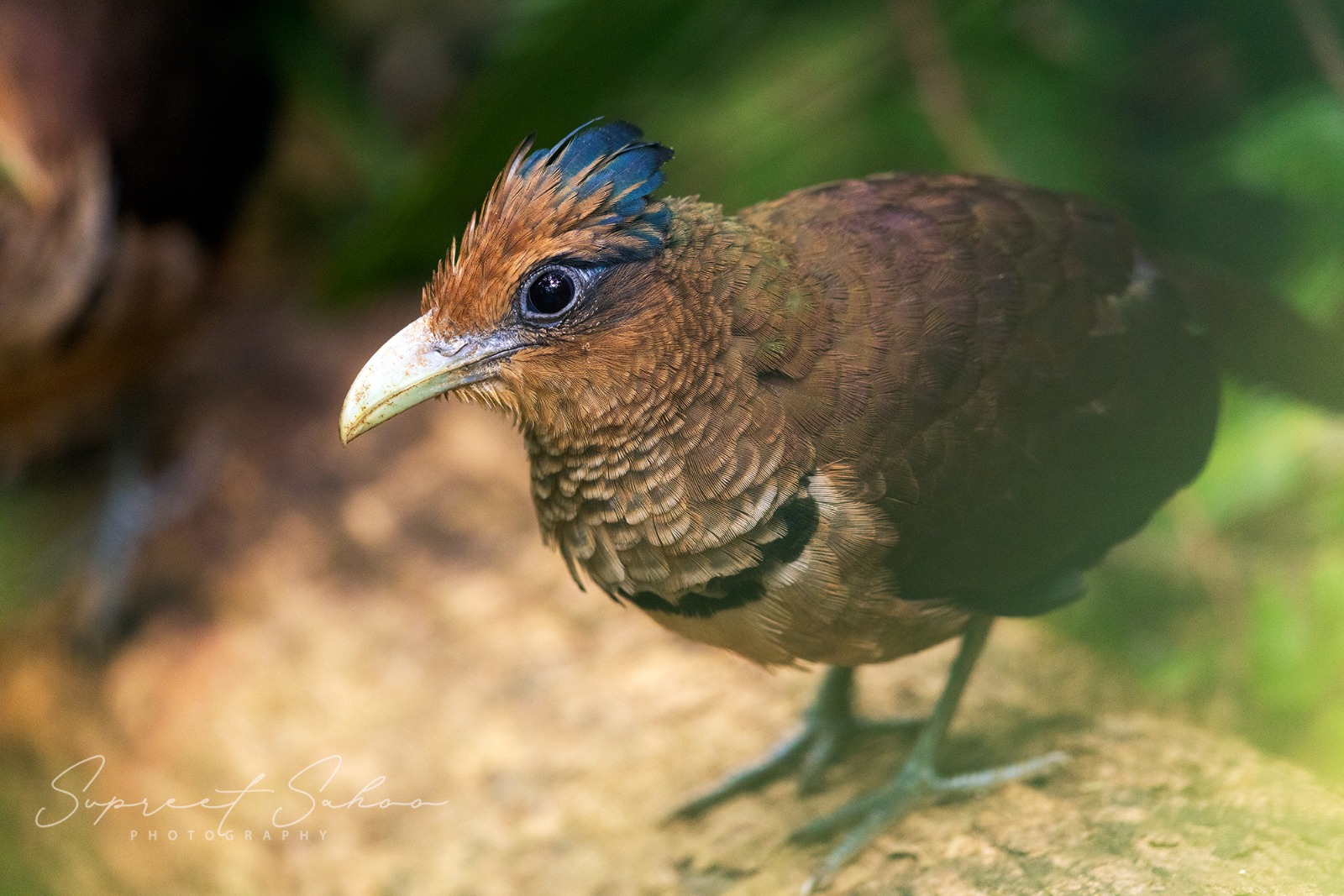 Costa Rica Bird Photo Tour | Tropical Photo Tours Costa Rica Bird Photo Tour - Bird Photography tour at Costa Rica