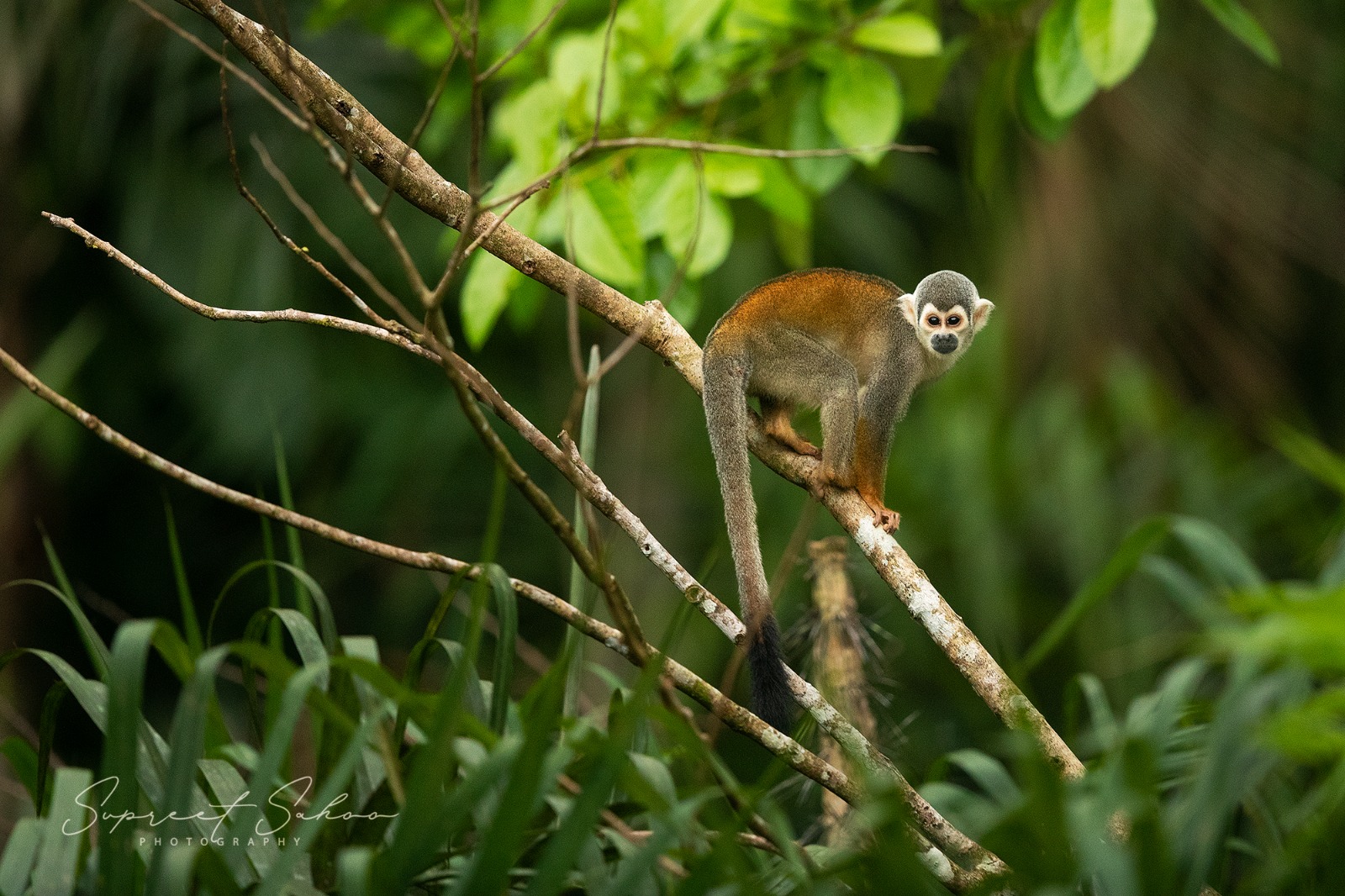 Costa Rica Bird Photo Tour | Tropical Photo Tours Costa Rica Bird Photo Tour - Bird Photography tour at Costa Rica
