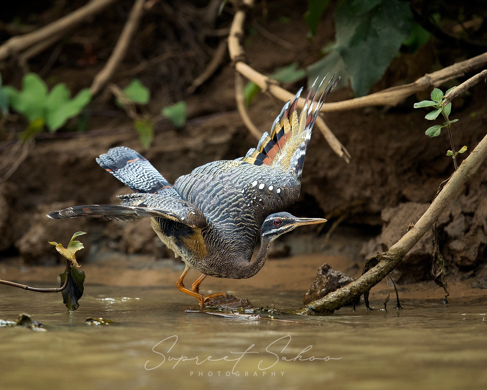 Costa Rica Bird Photo Tour | Tropical Photo Tours Costa Rica Bird Photo Tour - Bird Photography tour at Costa Rica