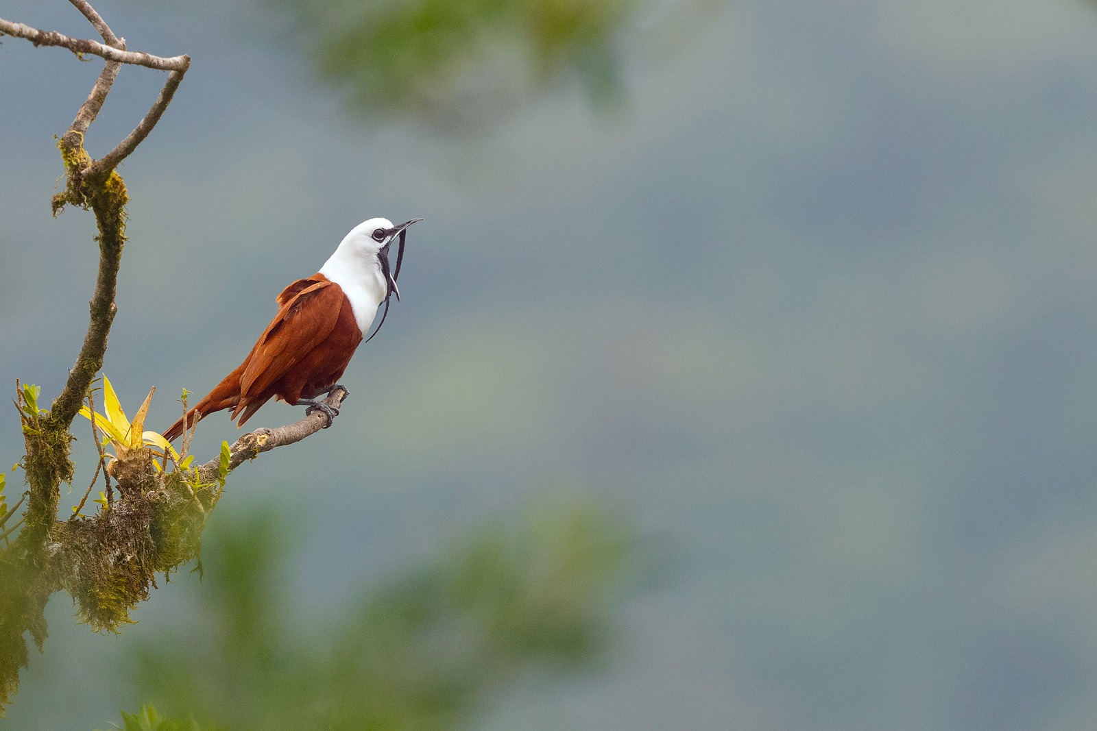 Costa Rica Bird Photo Tour | Tropical Photo Tours Costa Rica Bird Photo Tour - Bird Photography tour at Costa Rica